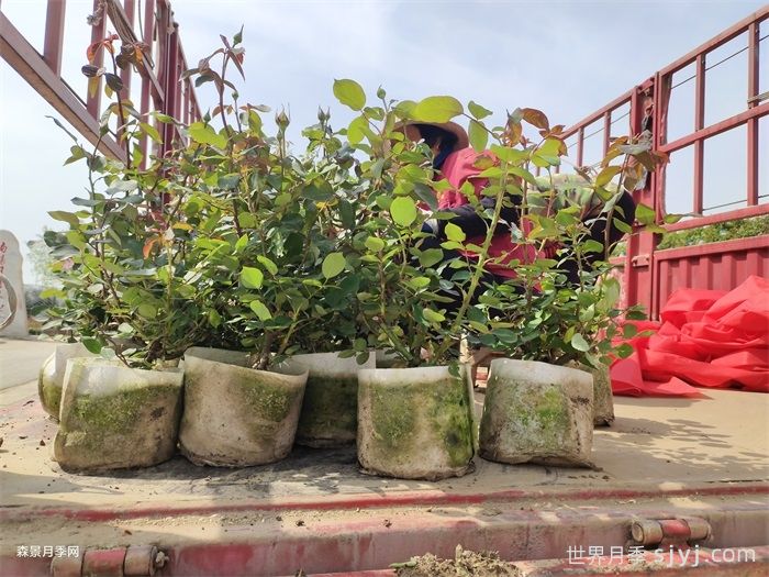 大花月季花的修剪基本原则(图2)