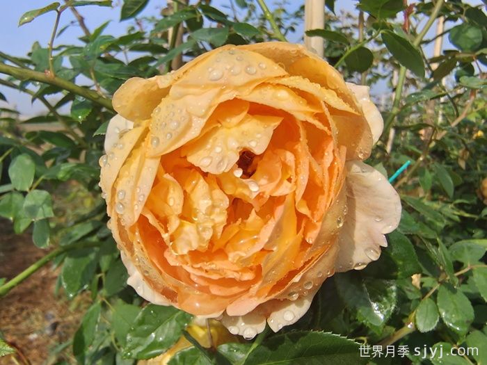 月季网：十大橙色月季品种推荐(图3)