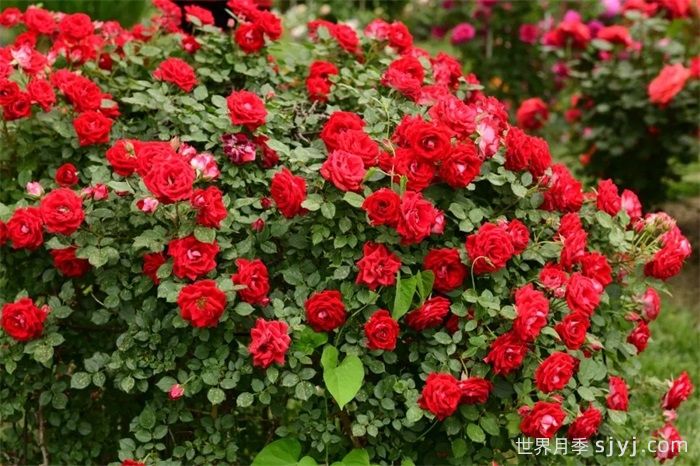 数百月季品种竞相绽放，天津经开区成月季花城(图1)