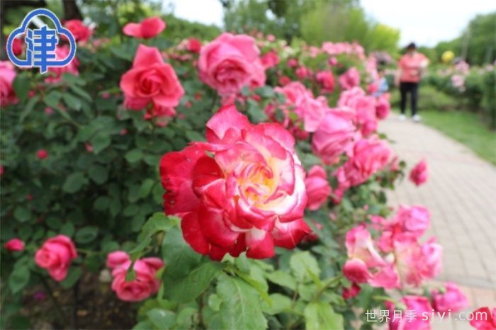 数百月季品种竞相绽放,天津经开区成月季花城(图2) 数百月季品种竞相绽放,天津经开区成月季花城(图2)