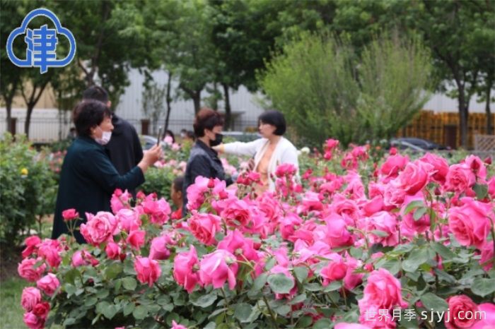 数百月季品种竞相绽放,天津经开区成月季花城(图3) 数百月季品种竞相绽放,天津经开区成月季花城(图3)