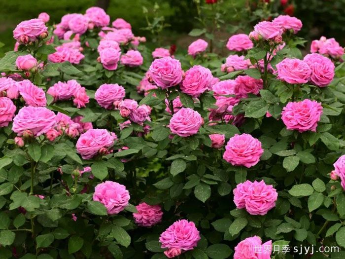 月季园：天津泰达植物资源库月季园(图2)