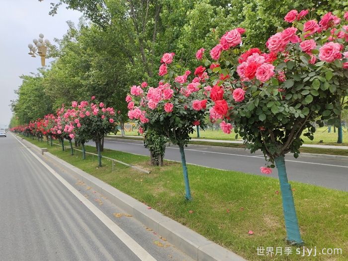 如何防治月季老化并复壮？(图1)