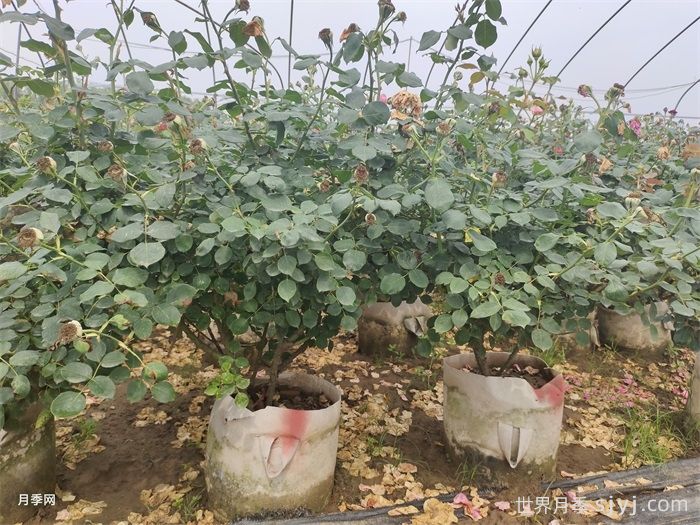 如何防治月季老化并复壮？(图2)