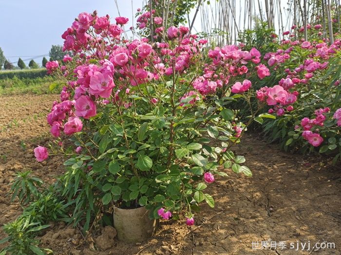 夏季盆栽月季该如何管理？(图1)