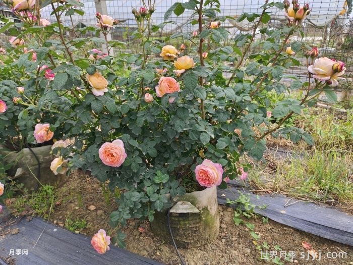 夏季盆栽月季该如何管理？(图2)