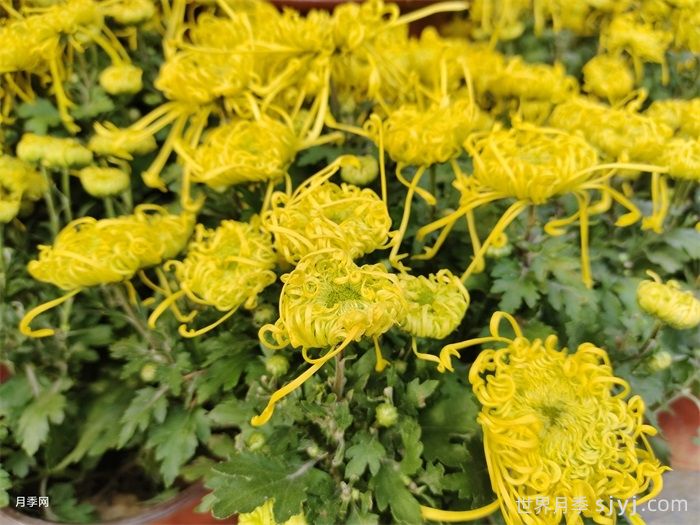 菊花的扦插繁殖技术(图1)