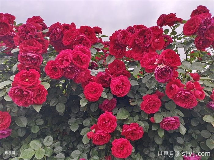 藤本月季爆花的最佳温度是多少？(图2)