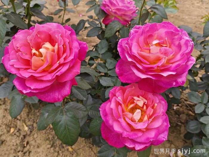 你要这样做，月季才能开花不断(图1)