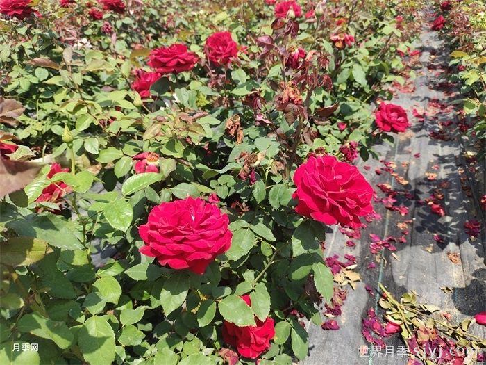 家庭月季花常见虫害及防治方法(图1)