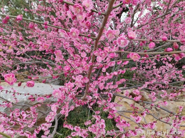 盆栽养梅花，做好这几点，春天开花更美艳(图2)