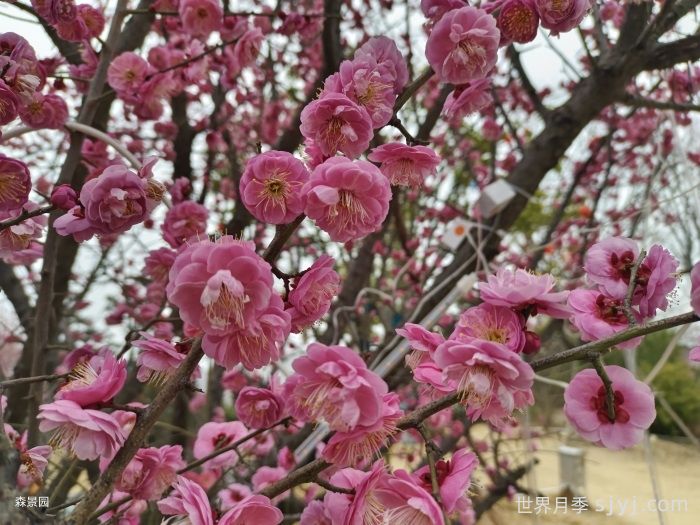 盆栽养梅花，做好这几点，春天开花更美艳(图1)