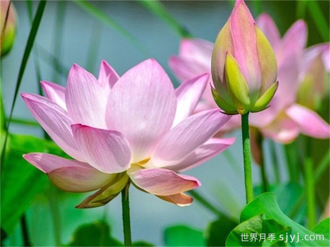 夏天开的花有哪些？(图1)