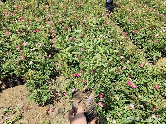 夏季盆花月季的管理养护技巧(图2)