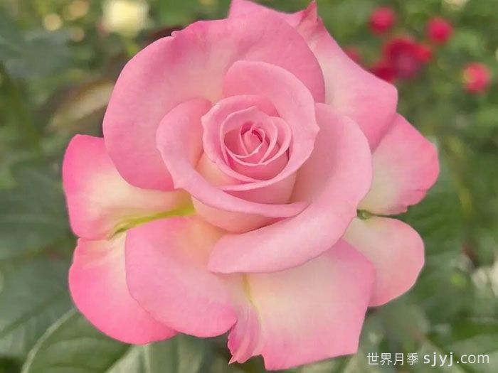 宝华月季/二舅刘宝华(图2)