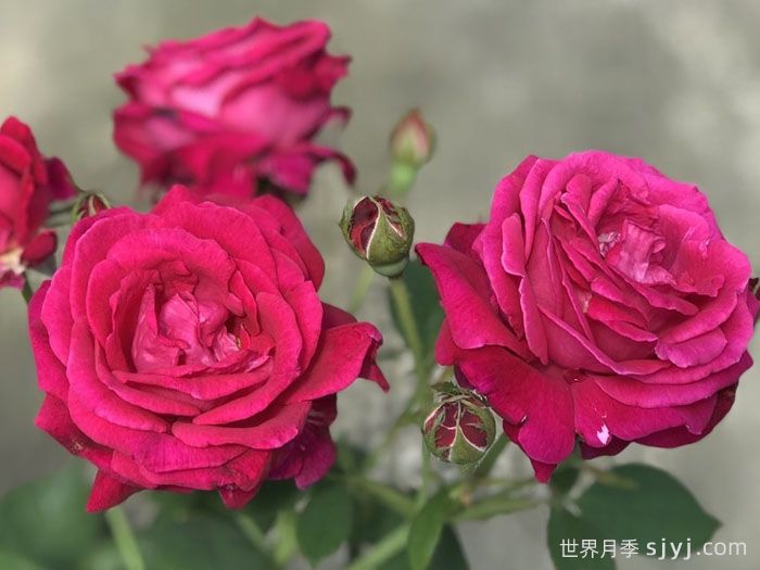 法式优雅月季/甜蜜精神Elegance Francaise(图1)