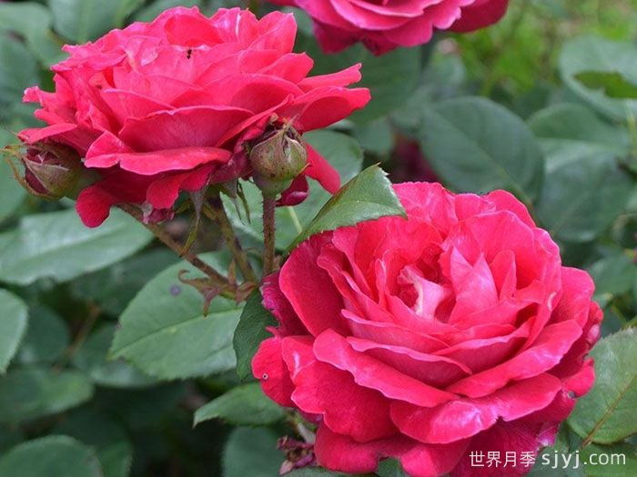 法式优雅月季/甜蜜精神Elegance Francaise(图3)