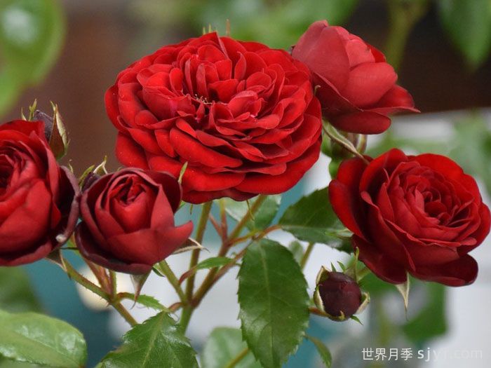 黑火山月季/熔岩流Lavaglut(图3) 黑火山月季/熔岩流Lavaglut(图3)