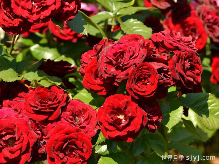 黑火山月季/熔岩流Lavaglut(图2) 黑火山月季/熔岩流Lavaglut(图2)