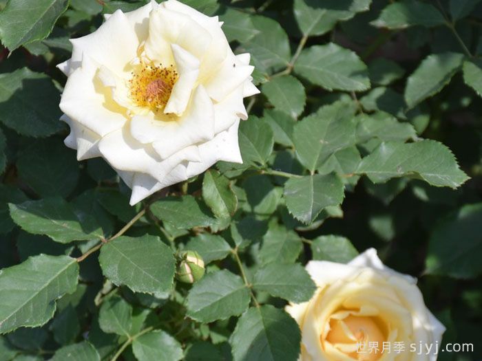 北斗月季/黑克吐Hoku-To(图2) 北斗月季/黑克吐Hoku-To(图2)