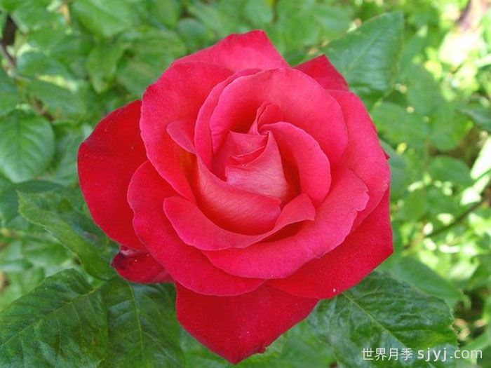 光彩月季Kohsai(图1)