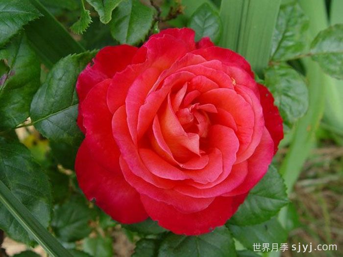 光彩月季Kohsai(图3)