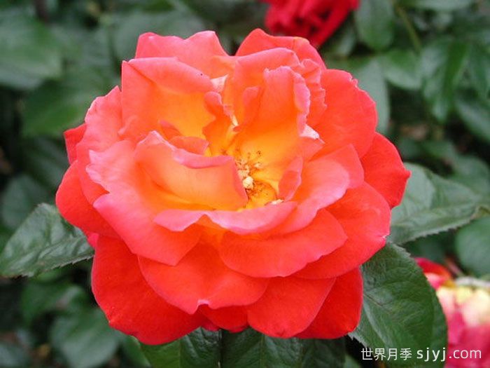 光彩月季Kohsai(图2)