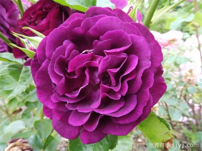 推荐6种浓香型月季，让你爱不释手(图2)