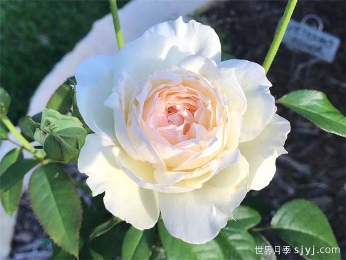 推荐6种浓香型月季，让你爱不释手(图5)