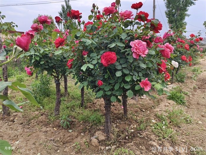 苗木的价格、价值和供需之间的关系 (图1)