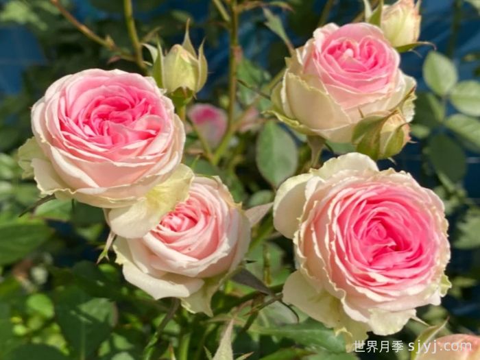 小伊甸园月季Mimi Eden(迷你伊甸园)推荐(图1)