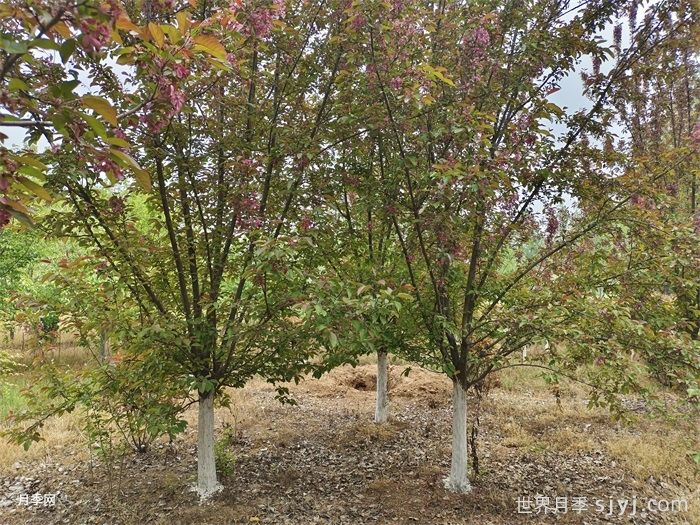 干旱地区栽植大规格树木需要做好哪些工作？(图1)