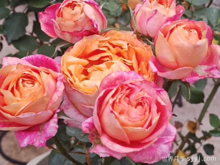 彩虹阳台月季，小株型大花量多季绽放(图1)
