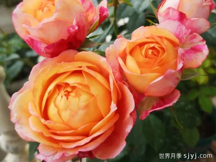 彩虹阳台月季，小株型大花量多季绽放(图2)