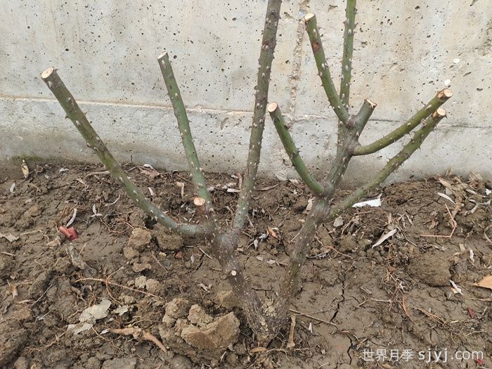 一月底，你的月季修剪了吗？(图1)