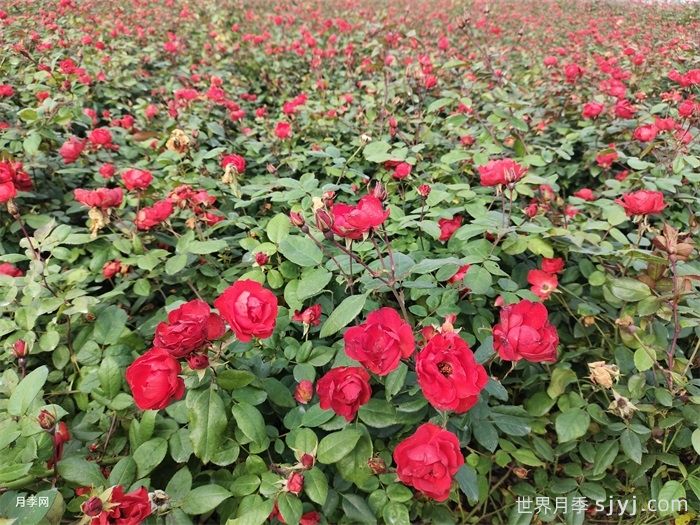 城市园林绿化场景，怎样种好丰花月季？(图1)