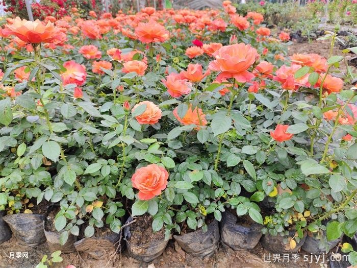 城市园林绿化场景，怎样种好丰花月季？(图2)