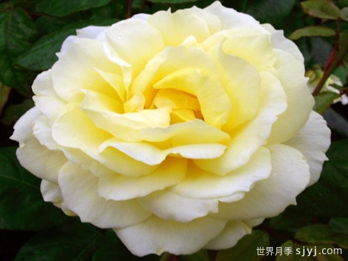 亨利塞西尔爵士月季/亨利施素尔Sir Henry Cecil(图1)