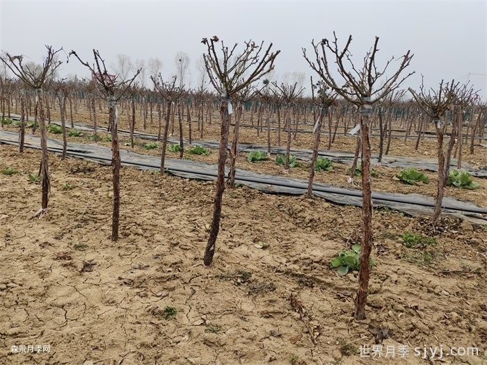 石硫合剂的用途及作用(图1)