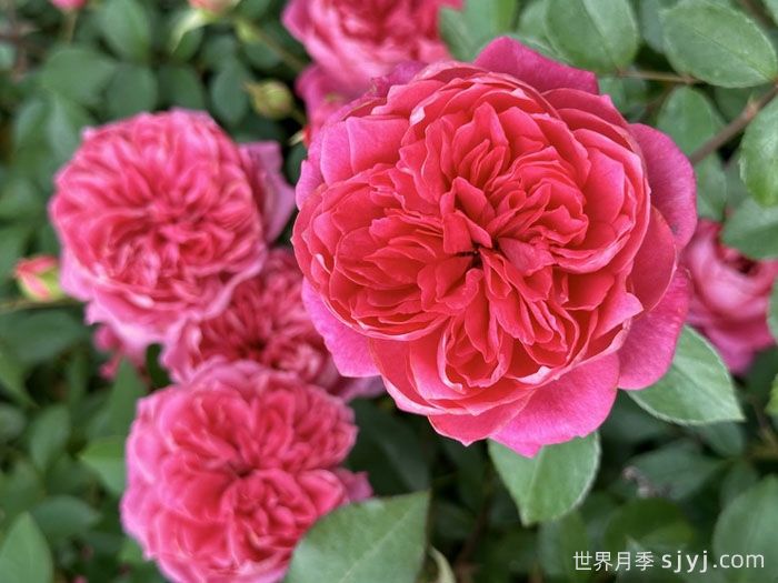 艾弗的玫瑰月季/啦啦队长/星光闪耀Ivors Rose(图1)