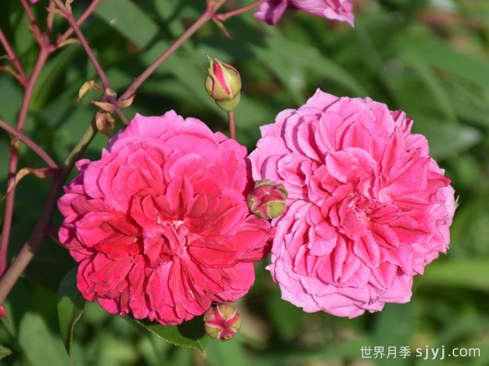 艾弗的玫瑰月季/啦啦队长/星光闪耀Ivors Rose(图3)