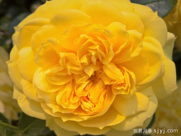 明星艾丽达月季/明星伊丽达月季Starlet Rose Elida(图2) 明星艾丽达月季/明星伊丽达月季Starlet Beauty Elida(图2)