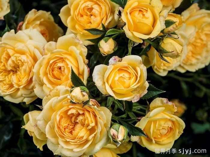 明星艾丽达月季/明星伊丽达月季Starlet Rose Elida(图1) 明星艾丽达月季/明星伊丽达月季Starlet Beauty Elida(图1)