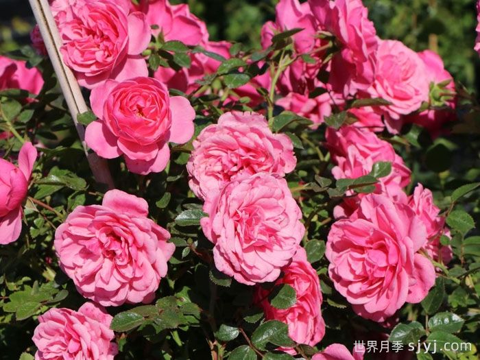 明星伊娃月季Starlet Beauty Eva(图1)