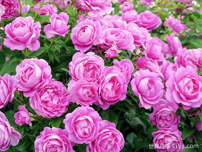 爱的气息月季/卡门沃尔斯/艾多拉波尔Carmen Wurth(图3)