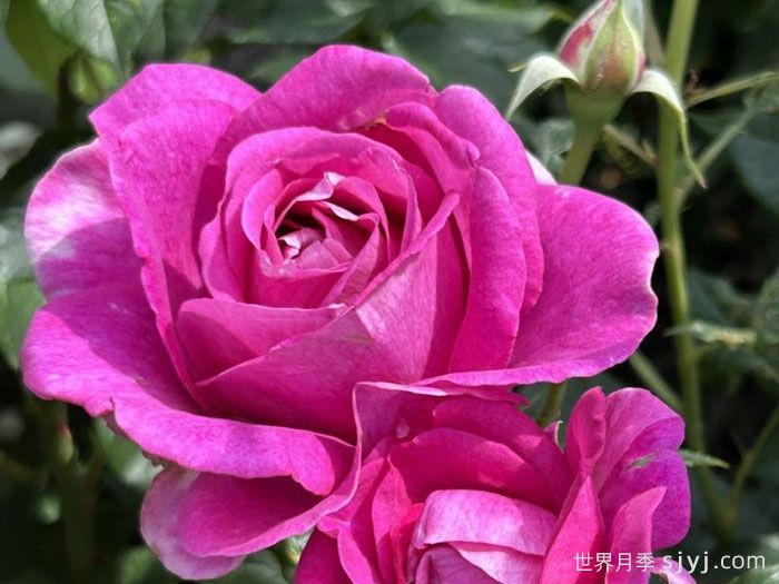 爱的气息月季/卡门沃尔斯/艾多拉波尔Carmen Wurth(图2)