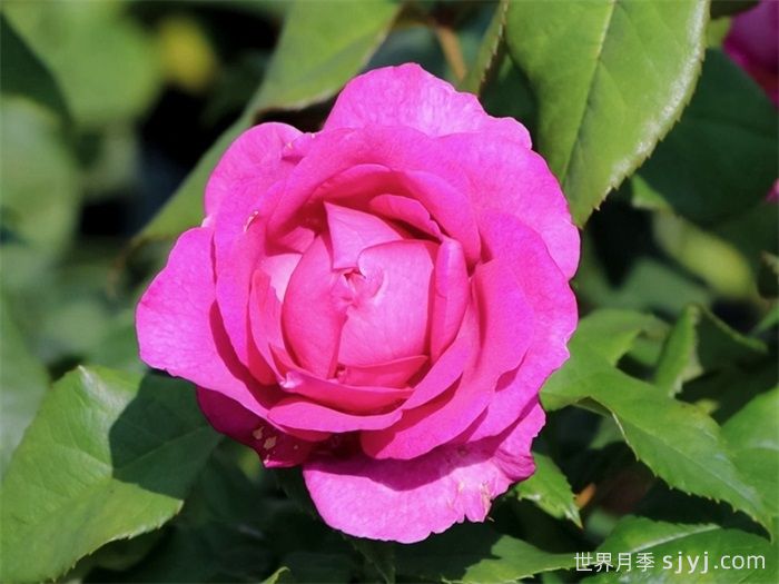 爱的气息月季/卡门沃尔斯/艾多拉波尔Carmen Wurth(图4)