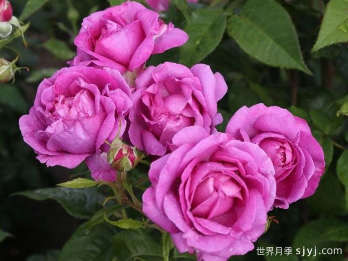 爱的气息月季/卡门沃尔斯/艾多拉波尔Carmen Wurth(图5)