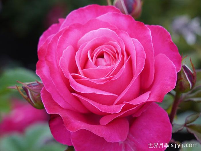 非常女士月季/简单萨曼莎Unconventional Lady(图1)