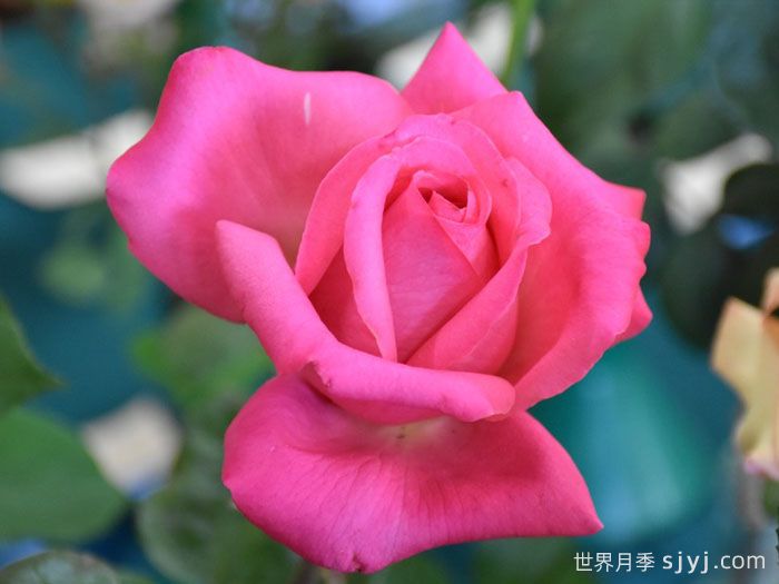 非常女士月季/简单萨曼莎Unconventional Lady(图2)